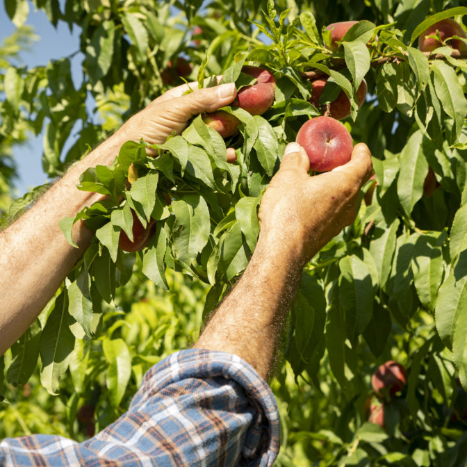 Ruta del presseguer en fruit