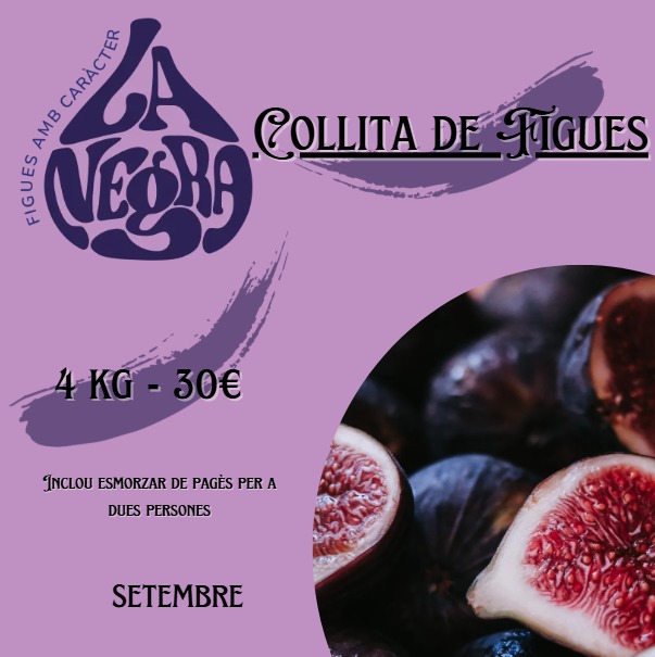 Recollida de figues