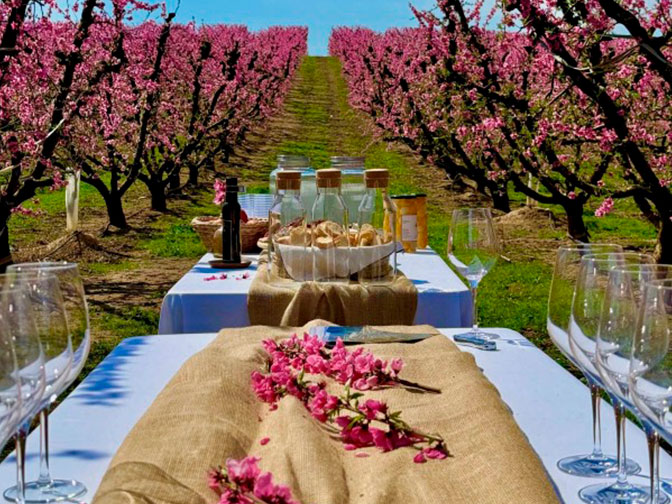 Espectacle de la floració d'Aitona