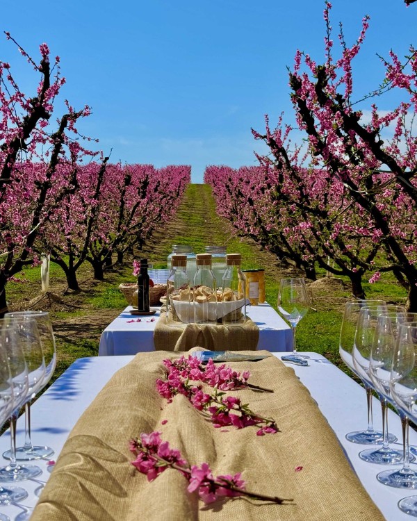 Espectacle de la floració d'Aitona